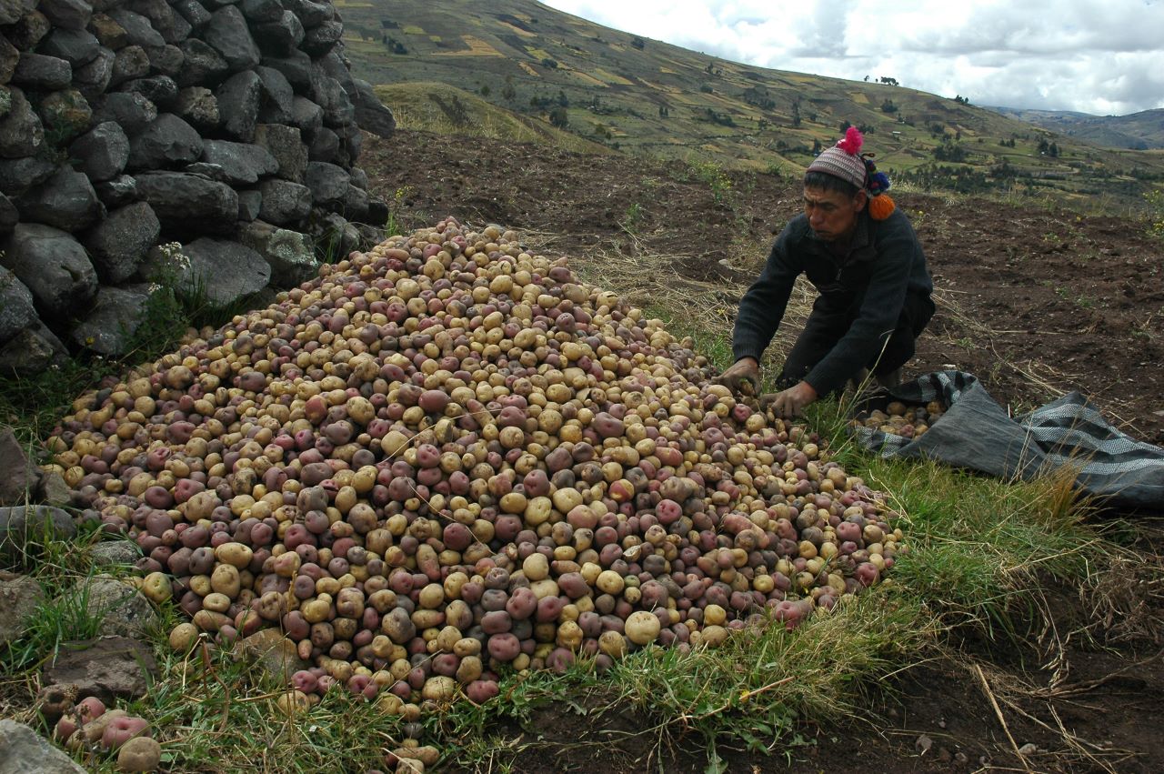 Peruvian potato farmer